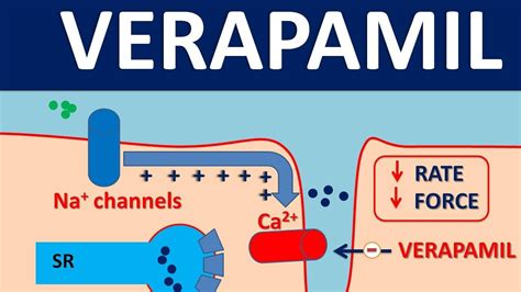 verapamil mechanism of action on heart